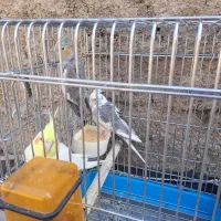 عروس هلندی وات فیس|پرنده|اندیشه, اندیشه فاز ۵|دیوار