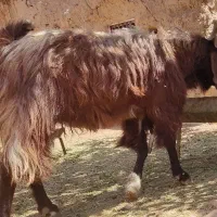 نربز دوساله