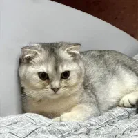 گربه ای  اسکاتیش خانگی ۸ ماهه  شناسنامه دار