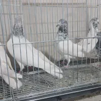 کبوتر پاکستانی تیدی|پرنده|خمینی‌شهر, |دیوار