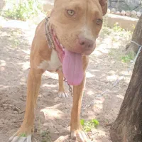 سگ پیتبول و امریکن بولی|سگ|تبریز, |دیوار