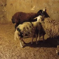 میش