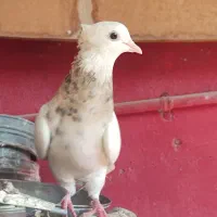 کبوتر طوقی.