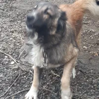 واگذاری سگ سرابی نر