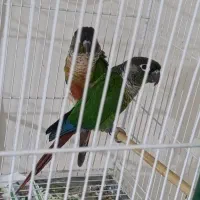 جفت مولد گرینچینک|پرنده|کاشمر, |دیوار