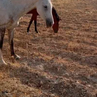 چارتا مادیان همه عرب وسواری