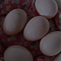 اردک نر و ماده تخم گذار|حیوانات مزرعه|الشتر, |دیوار