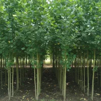 نهال صنوبر برای عاشقان طبیعت سبز|خدمات باغبانی و درختکاری|اردبیل, |دیوار