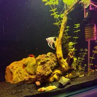 آکواریوم شیشه خم پلنت|ماهی|شهریار, شهریار|دیوار