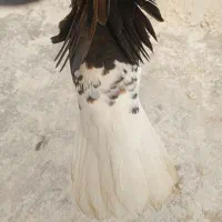 خوشرنگ سیاه نر|پرنده|شیراز, کوشک میدان|دیوار