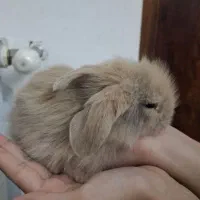 بچه خرگوش لوپ