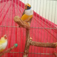 فنچ گلدین|پرنده|تهران, دهقان|دیوار