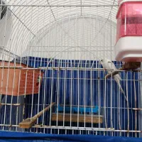 عروس هلندی . مرغ عشق. فنج .