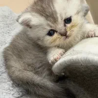 گربه بریتیش گلد و سیلور
