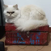 در خواست جفت