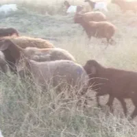 سرمایه گذاری|حیوانات مزرعه|گراش, |دیوار