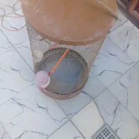 قفس مناسب عروس و مرغ عشق