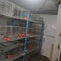 قفس بلدرچین