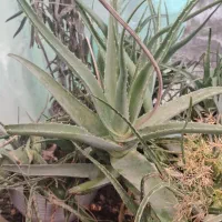 گلدان بزرگ آلوورا