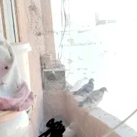 جوجه سار|پرنده|تربتحیدریه, شهرک ولیعصر|دیوار