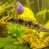 ماهی پولی 40 سانت|ماهی|تهران, مسعودیه|دیوار