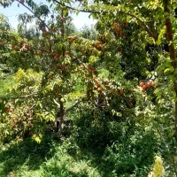 باغ-اب-فراوان-و-برق-دیدران-زردنجان-کنجوان-منشیان