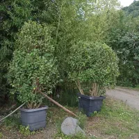 فروش گل وگیاه بیرونی|گل و گیاه طبیعی|چابکسر, |دیوار