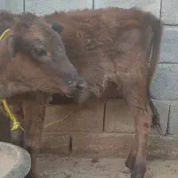دو راس گوساله ماده نژاد دار|حیوانات مزرعه|جیرفت, |دیوار
