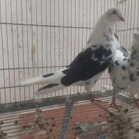 کفتر پرشی و جوجه