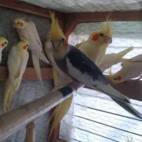 فروش فوری کل مجموعه طوطی عروس با قفس|پرنده|قائمشهر, |دیوار