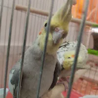 جفت عروس هلندی مولد