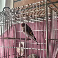 سهره نر جوجه قفس