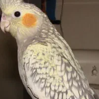 مژدگانی برای یابنده ی عروس هلندی(گمشده)