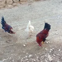 خروس