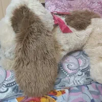 اسباب بازی سگ پشامالو