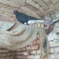 کبوتر|پرنده|اهواز, دغاغله|دیوار