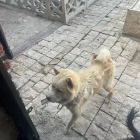 سگ چاوچاو|سگ|اصفهان, قهاب جنوبی|دیوار