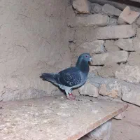 کبوتر|پرنده|گرگان, |دیوار