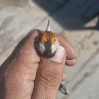 سهره چهارگل خط نما تکسیر قفس حلقه پلمپ|پرنده|شیراز, شهرک مهدیه|دیوار