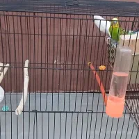 مرغ عشق مولد|پرنده|مسجد سلیمان, |دیوار