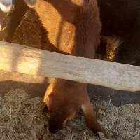 بز وکولار وبره