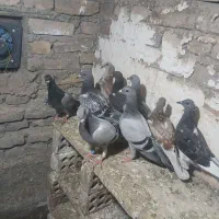 جوجه المانی