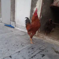 خروس ومرغ