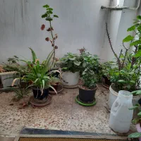 گل و گیاه|گل و گیاه طبیعی|اردبیل, |دیوار