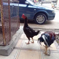 مرغ و خروس لاری