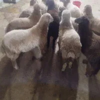 بره نرر پروار و کشتاری مفت|حیوانات مزرعه|بجنورد, |دیوار