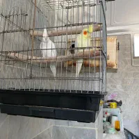 عروس هلندی نر|پرنده|ماکو, |دیوار