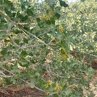 زمین پسته زار ۲۰۰۰ مترمربع ، بفروئیه میبد|فروش دفتر صنعتی، کشاورزی، تجاری|یزد, |دیوار