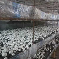 مزرعه قارچ حاجی..فروش عمده|خوردنی و آشامیدنی|اهواز, پردیس|دیوار