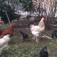 مرغ و خروس